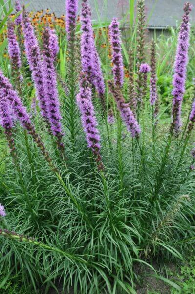 Plantes de prairie à fleurs