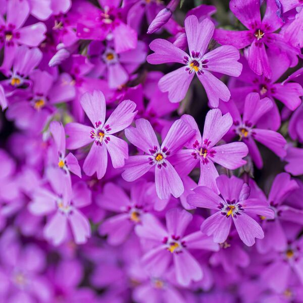 <b>Top 25 des plantes vivaces</b>