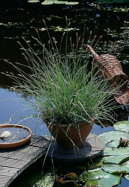 Pour pot ou jardinière