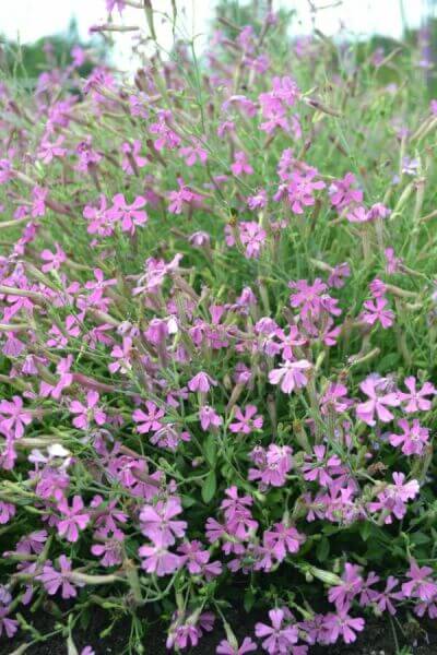 Plantes de rocaille à fleurs