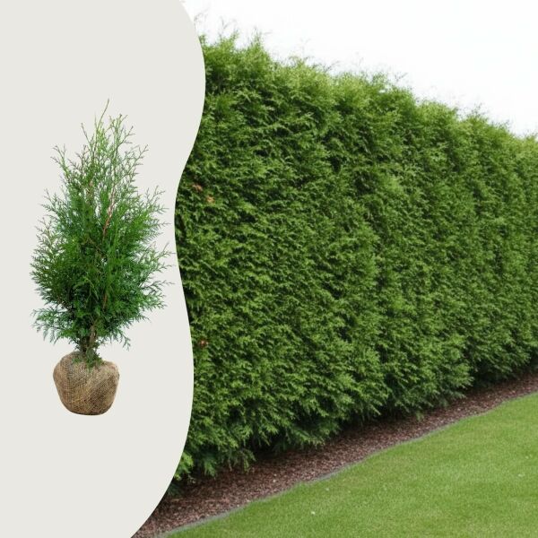 Thuya 'Excelsa'