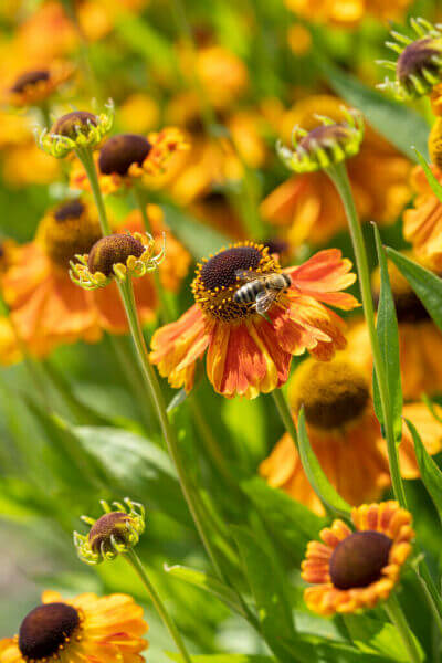 Plantes à abeilles