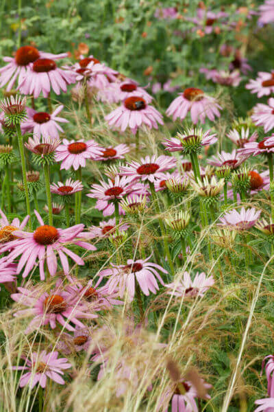 Plantes de prairie