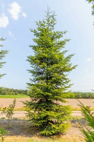 Arbres solitairs