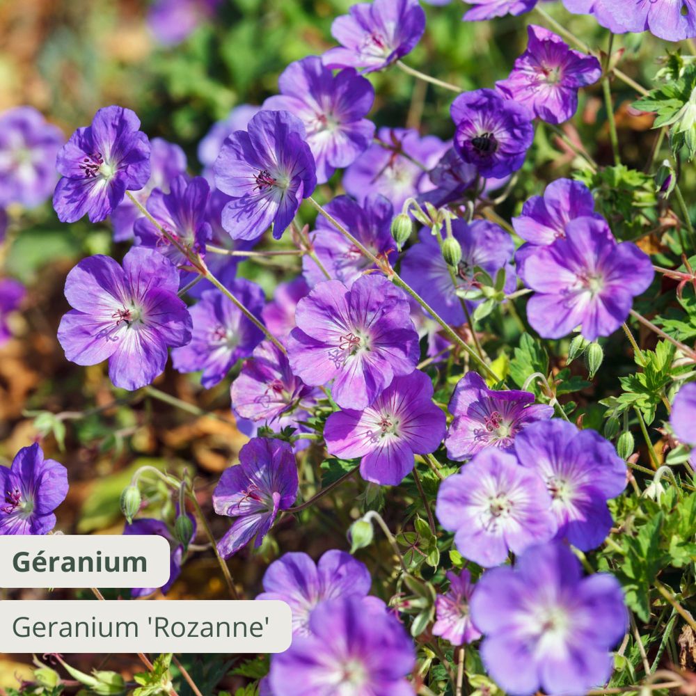 Geranium